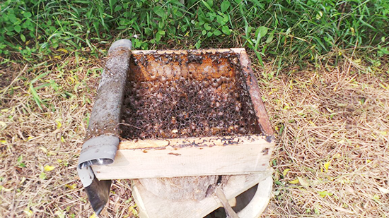 Kursus ‘Hands-On’ Penternakan Lebah Kelulut