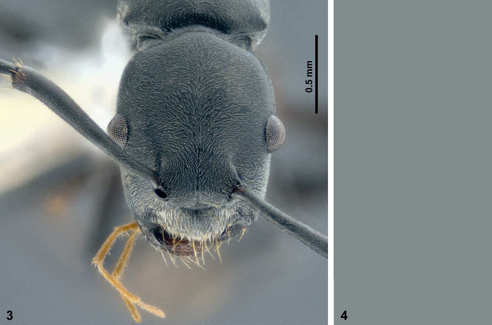 Canselor UTHM perkenan namakan spesies semut baharu yang ditemui penyelidik UTHM
