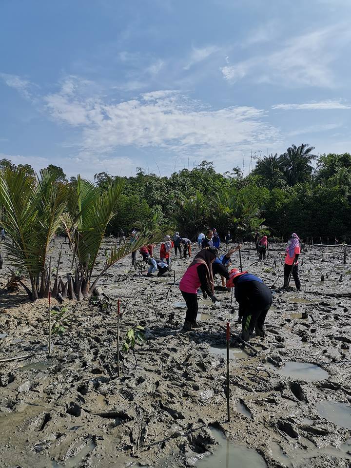 83 sukarelawan UTHM tanam 1000 benih bakau pulihara pesisiran pantai