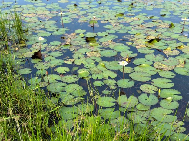 Eutrofikasi: Carlson Trophic State Index ukur kualiti air Tasik Kemajuan UTHM