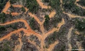 Pencerobohan hutan dan kesannya kepada ekosistem alam